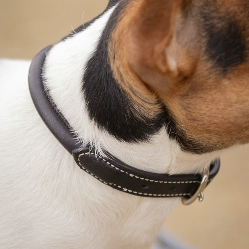Pénélope - Collier pour chien Olie havane
