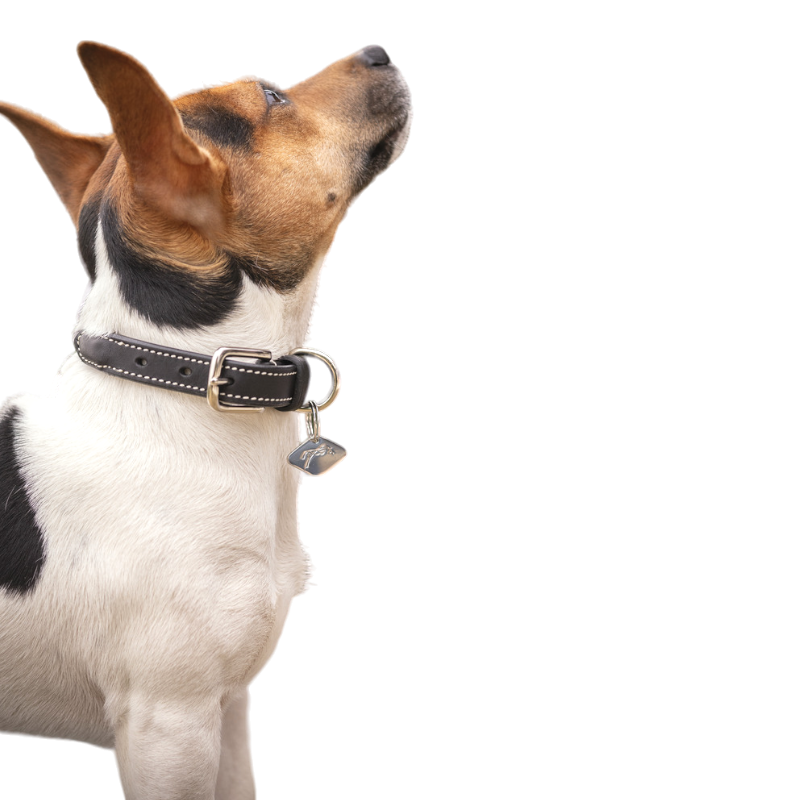 Pénélope - Collier pour chien Olie havane