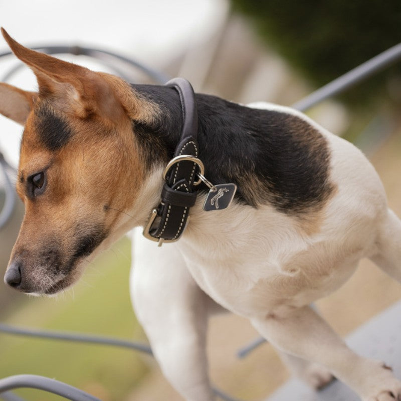Pénélope - Collier pour chien Olie noir