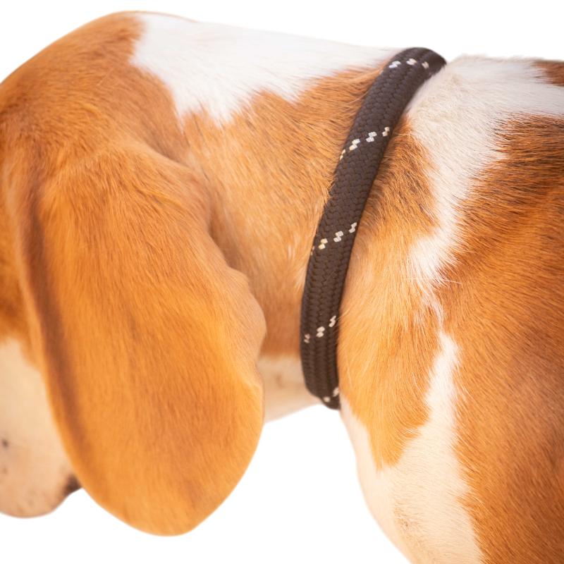 Pénélope - Collier pour chien Billie noir/ lurex