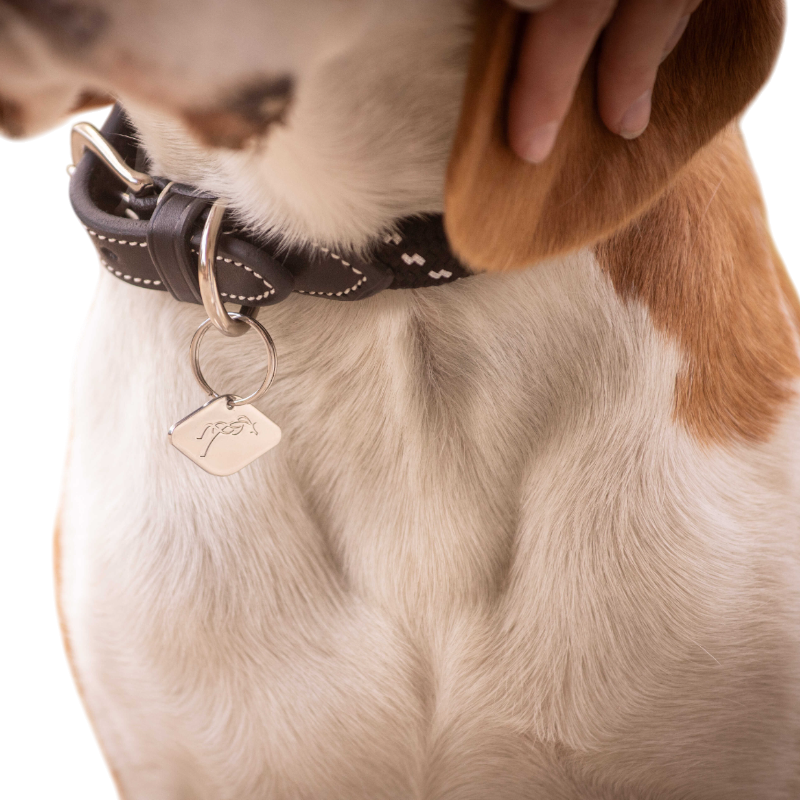 Pénélope - Collier pour chien Billie noir/ lurex