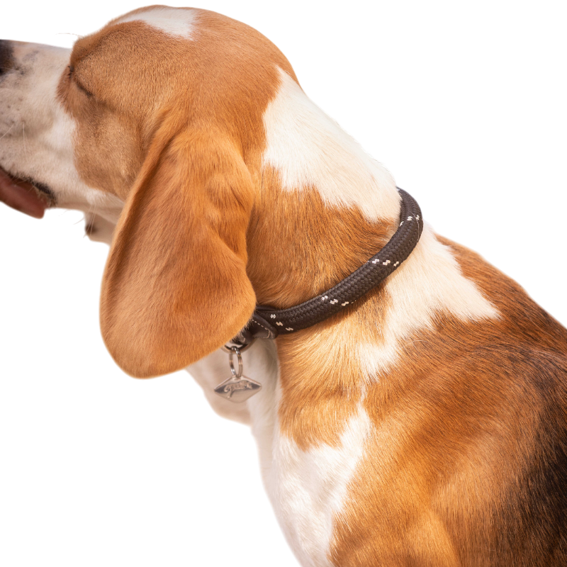 Pénélope - Collier pour chien Billie noir/ lurex