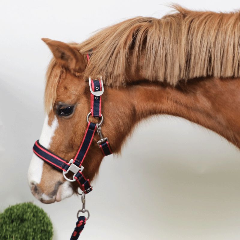 Longe d'attache cheval mousqueton amovible New English collection