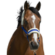 Riding World - Licol mouton synthétique bleu roi | - Ohlala