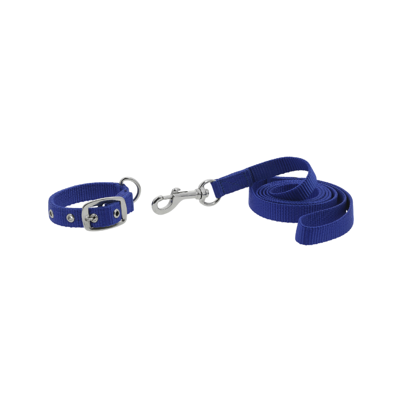 Riding World - Collier et laisse pour chien Oscar bleu roi