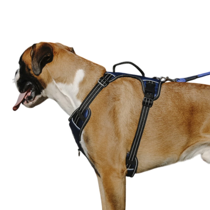 Riding World - Harnais pour chien Simba marine