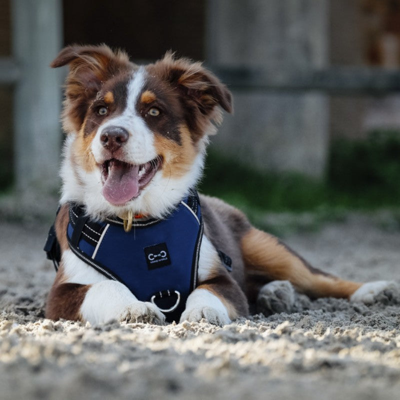 Riding World - Harnais pour chien Simba marine