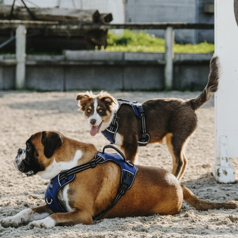 Riding World - Harnais pour chien Simba marine