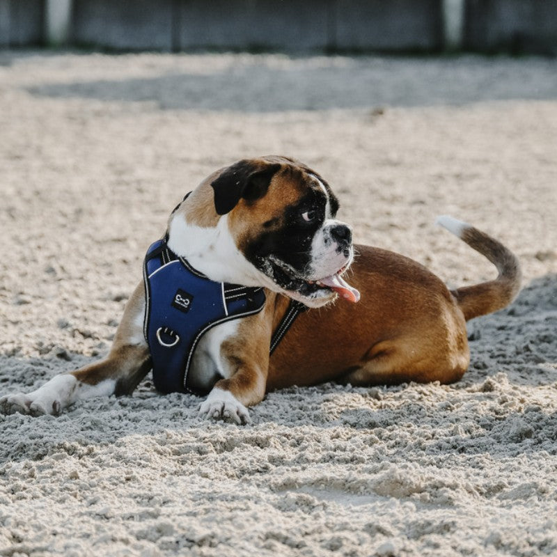 Riding World - Harnais pour chien Simba marine