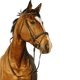 Riding World - Bridon muserolle combinée double havane | - Ohlala