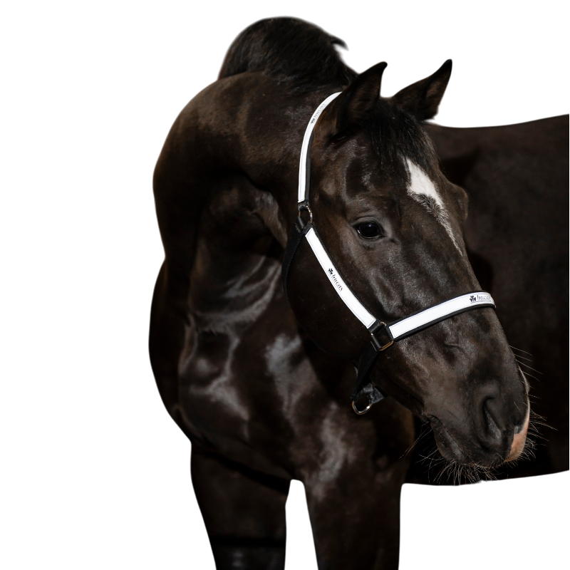 Bucas - Licol Reflectglow noir/ réfléchissant