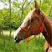 Riding World - Ethologisch touwhalster dun rood | - Ohlala