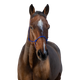Riding World - Licol éthologique corde fin bleu roi | - Ohlala