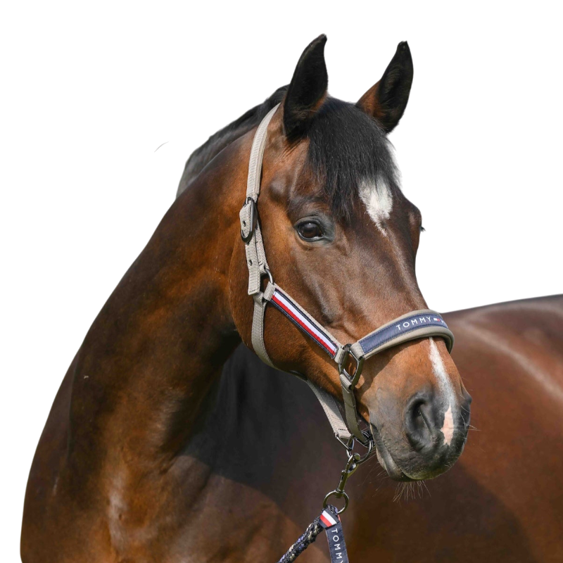 Tommy Hilfiger Equestrian - Yale ash halster en longe