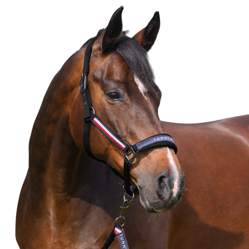 Tommy Hilfiger Equestrian - Licol et longe Yale noir