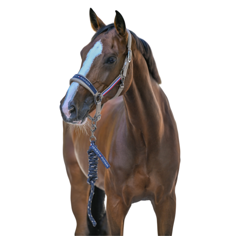 Tommy Hilfiger Equestrian - Licol et longe Yale taupe