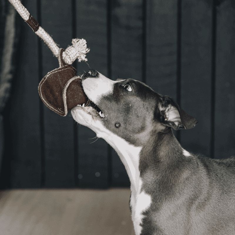 Kentucky Horsewear - Jouet pour chien avec corde en coton | - Ohlala