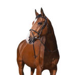 Riding World - Combinatiehoofdstuk havana met teugels | - Ohlala