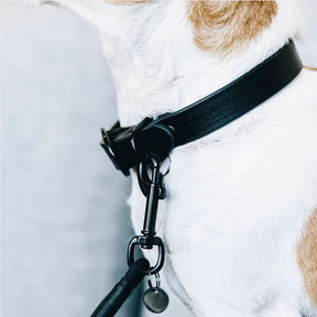 Kentucky Horsewear - Collier pour chien Soft Rubber noir | - Ohlala