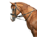 Norton Pro - Thiedemann-teugels zwart | - Ohlala