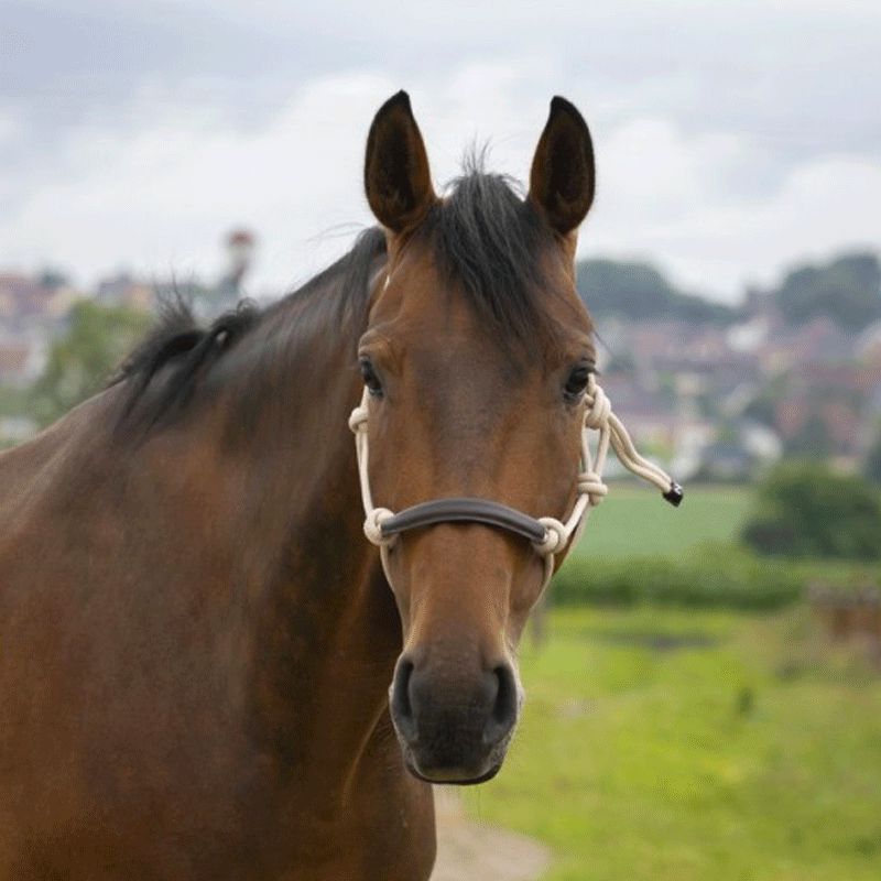 Licol éthologique cheval avec longe/perles indiennes - Cashel - CASHEL -  Licols éthologiques - Equestra