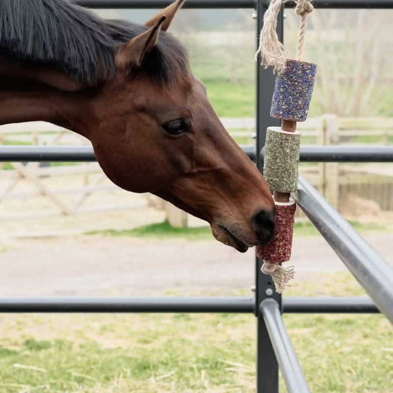 Grooming Deluxe - Jouet en bois relaxant pour cheval Freedom