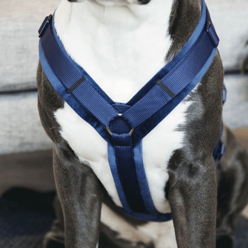Kentucky Dogwear - Harnais pour chien actif velvet marine | - Ohlala