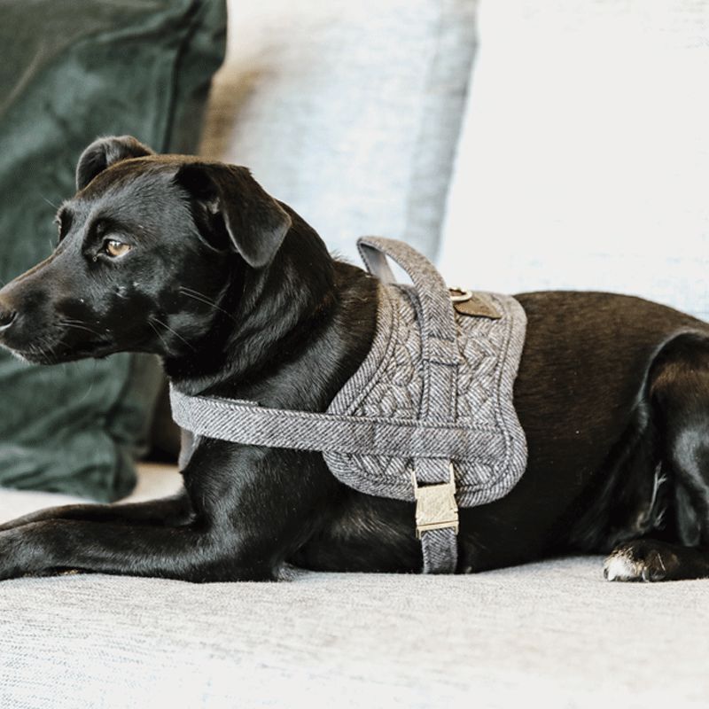 Kentucky Horsewear - Harnais pour chiens Body safe Wool gris | - Ohlala