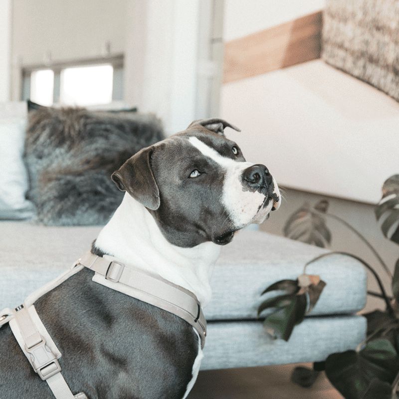 Kentucky Dogwear - Harnais pour chien actif velvet beige | - Ohlala