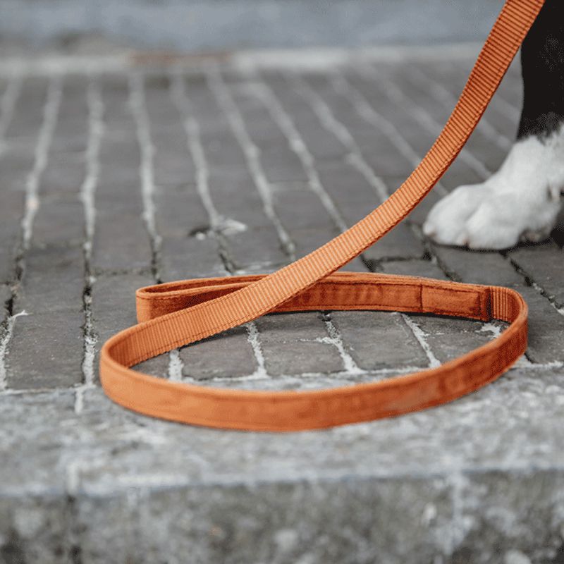 Kentucky Dogwear - Laisse pour chiens Velvet 120 cm orange | - Ohlala