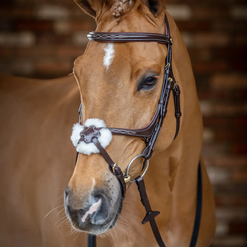 Lemieux - Bridon Kudos Grackle muserolle croisée havane | - Ohlala