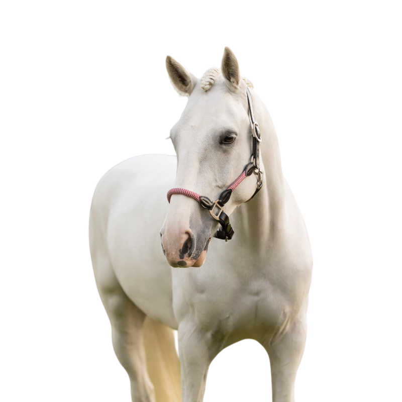 Lemieux - Licol pour chevaux Ropella cranberry