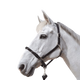 Canter - Licol en corde bouclerie argent noir/ argent | - Ohlala