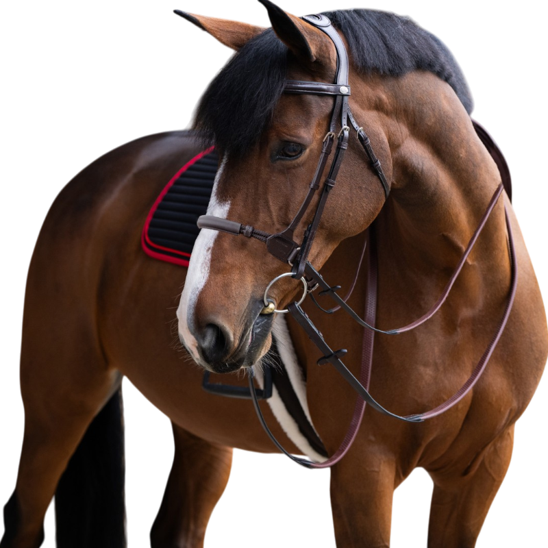 Jump'In - Muserolle bitless Evolution noisette