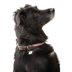 Pénélope - Billie halsband voor honden roze/ lurex | - Ohlala