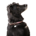 Pénélope - Billie halsband voor honden roze/ lurex | - Ohlala