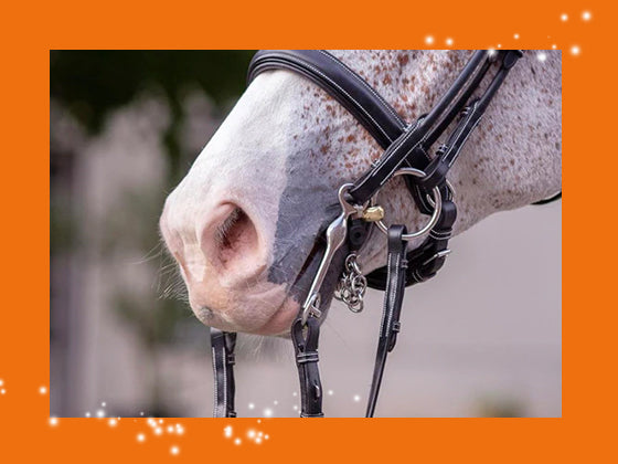 Mer-System couvre reins cheval personnalisable - Mattes - MATTES