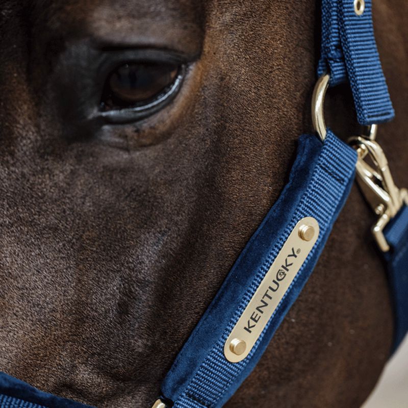 Kentucky Horsewear - Licol Velvet marine | - Ohlala