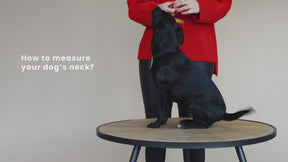 Kentucky Dogwear - Collier pour chiens perles faites main noir