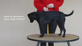 Kentucky Dogwear - Harnais pour chiens Body safe Wool gris