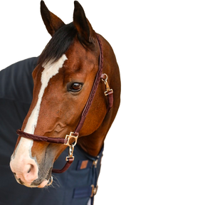 Harcour - Licol pour chevaux Hups marron | - Ohlala