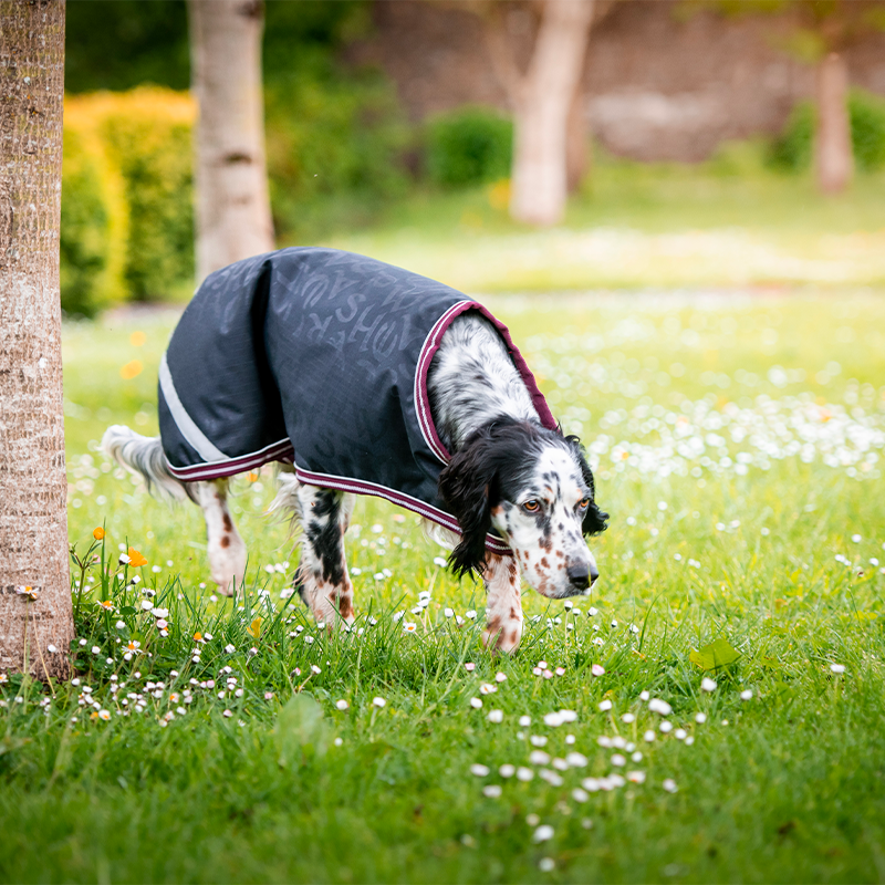 Horseware - Couverture pour chien réfléchissante Amigo Dog Rug marine avec des imprimés/ bordeaux/ blanc | - Ohlala