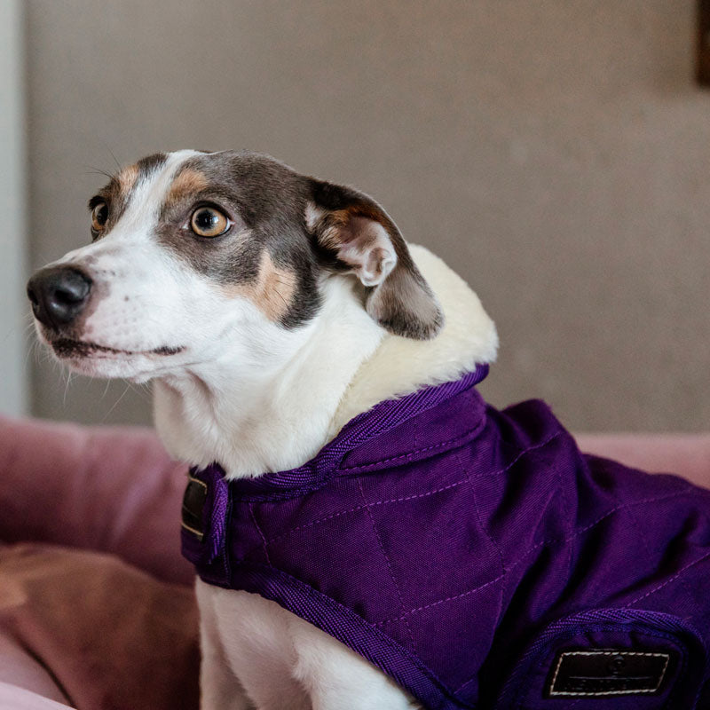 Kentucky Dogwear - Manteau pour chiens Original Royal violet | - Ohlala