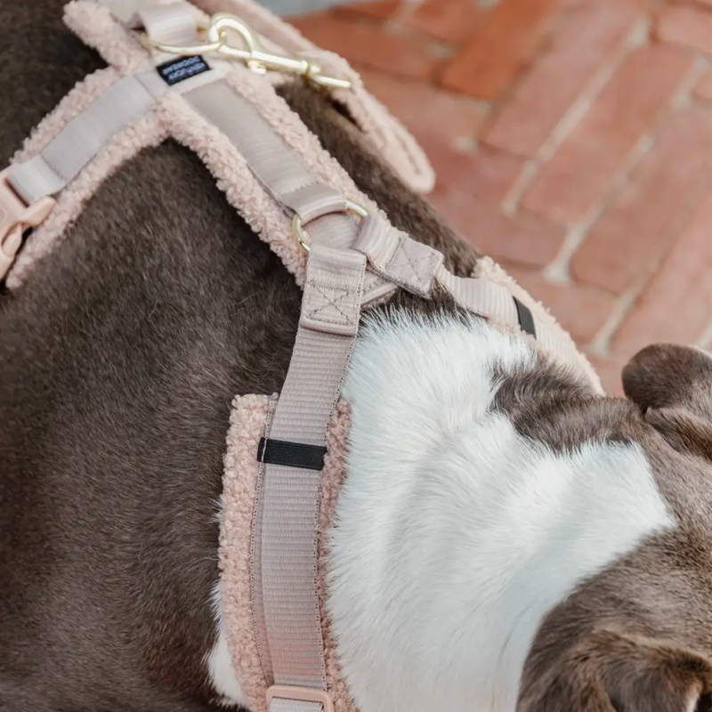 Kentucky Dogwear - Harnais pour chien Teddy Fleece beige | - Ohlala