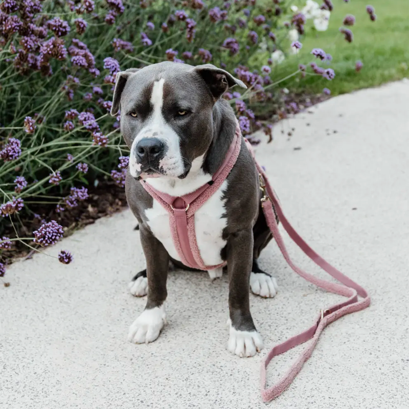 Kentucky Dogwear - Laisse pour chien Teddy Fleece vieux rose 200 cm | - Ohlala