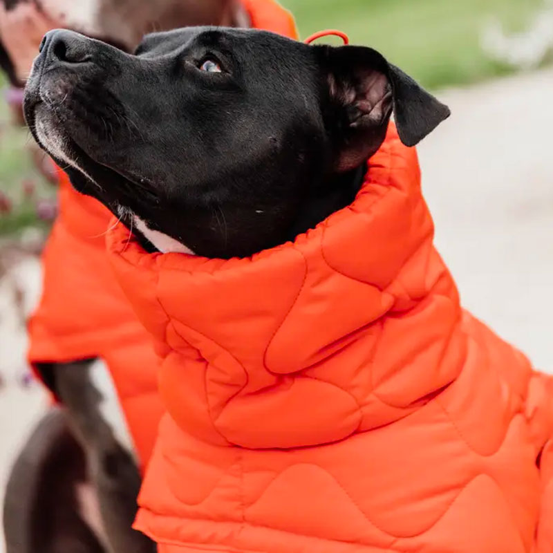 Kentucky Dogwear - Manteau pour chien Pina orange | - Ohlala