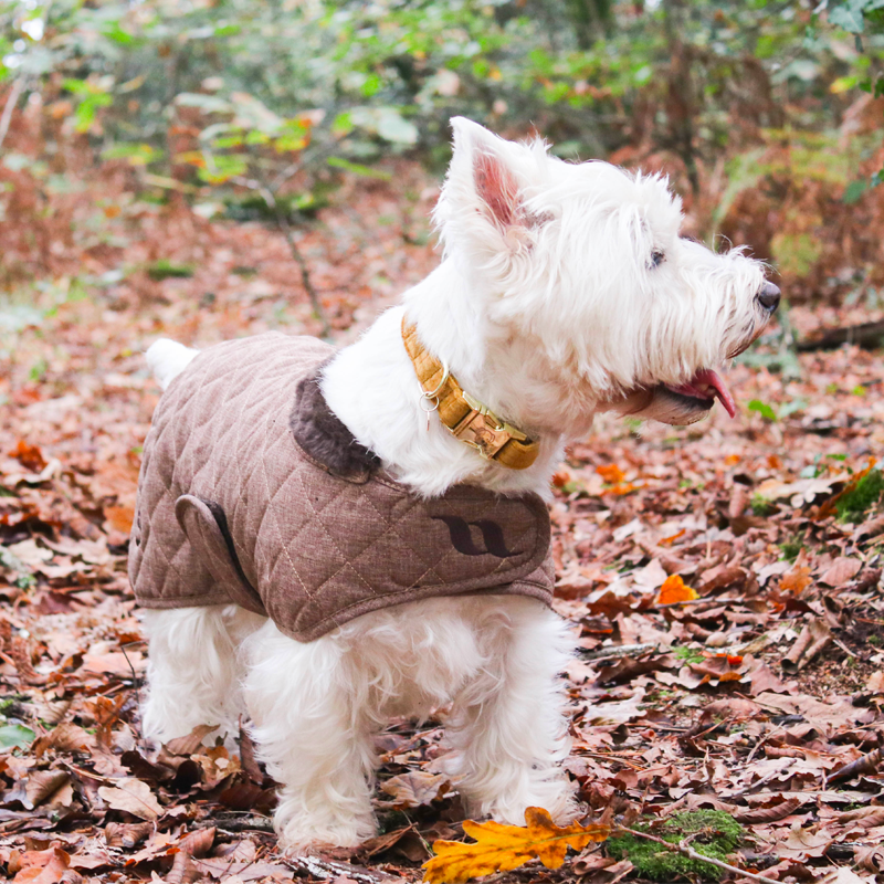 Kentucky Dogwear - Colliers pour chiens Velvet Moutarde | - Ohlala