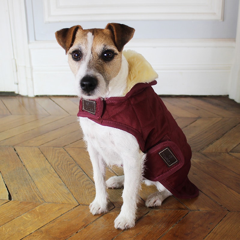 Manteaux et autres vêtements pour chien : le guide complet