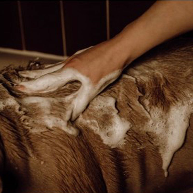 Nellumbo - Shampoing en poudre moussant hydratant pour chiens 50 g | - Ohlala