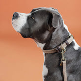 Kentucky Dogwear - Nylon tressé collier de chien beige | - Ohlala